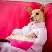 TV-Watching Chihuahua 1.0.0 Crx