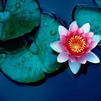 Waterlily Colors v1.0.0